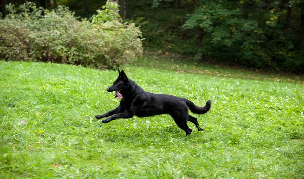 Kara Alman Çoban Köpeği Çimlerde Koşuyor Ağzını Dilini Çıkar — Stok fotoğraf