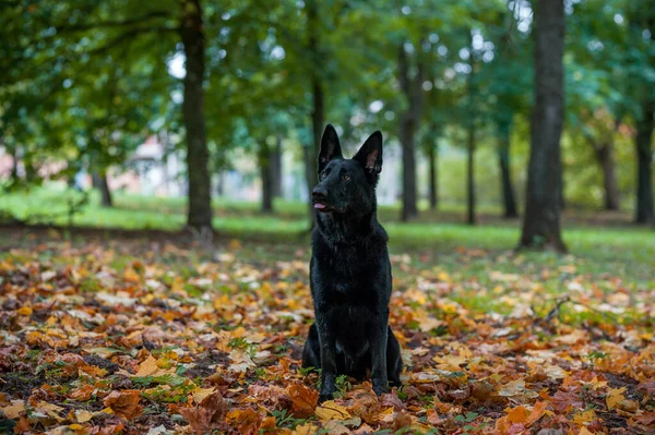 Black German Shepherd Dog Sitting on the grass. Open Mouth, Tongue Out. Autumn Leaves in Background