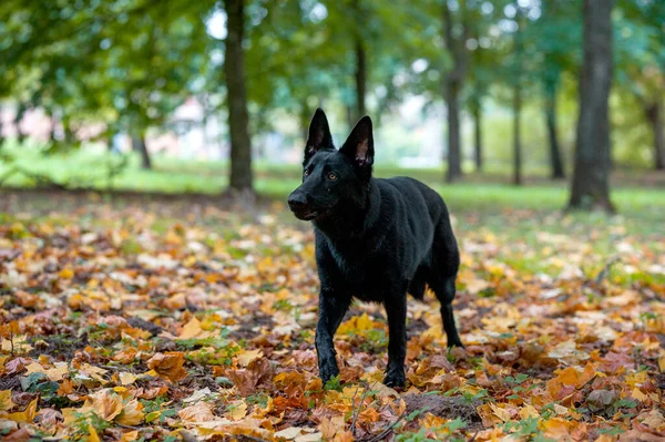 Černý Německý Ovčák Sedí Trávě Podzimní Listy Pozadí — Stock fotografie