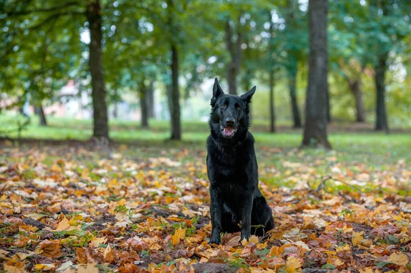 Černý Německý Ovčák Sedí Trávě Otevři Pusu Podzimní Listy Pozadí — Stock fotografie