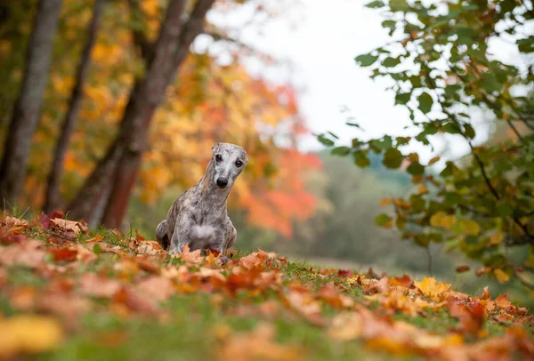 Whippet Dog Fekszik Füvön Őszi Levelek Háttérben — Stock Fotó