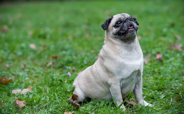 stock image French Bulldog sitting on the grass. Looking Up