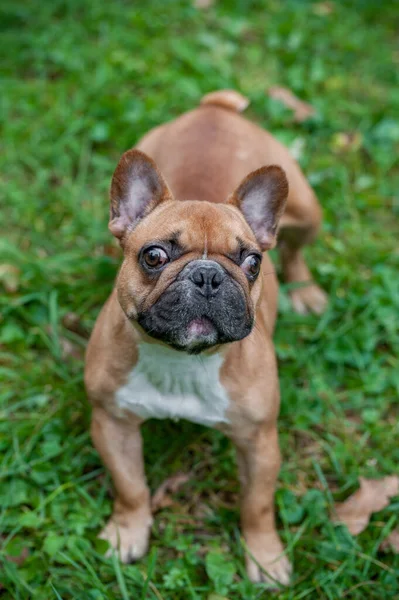 stock image French Bulldog Standing on the grass. Portrait