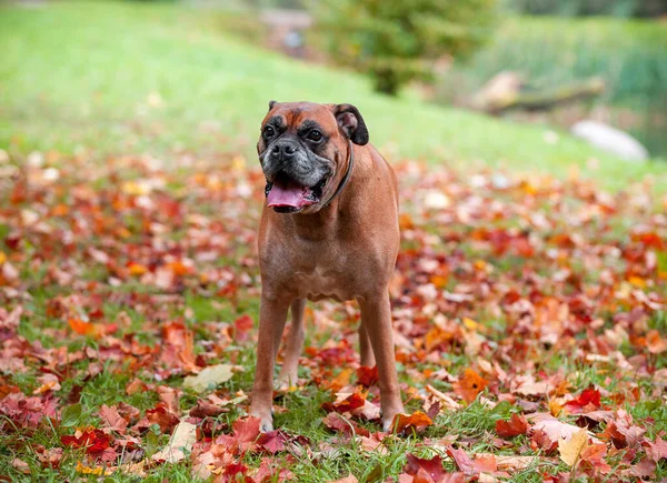 Boxer Breed Dog Grass Autumn Leaves Background — Stockfoto