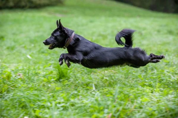 Siyah Melez Köpek Çimlerde Koşuyor — Stok fotoğraf