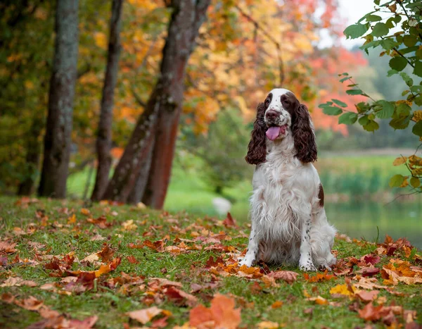 English Springer Spaniel Dog Sitting Grass Autumn Background Portrait — Foto de Stock