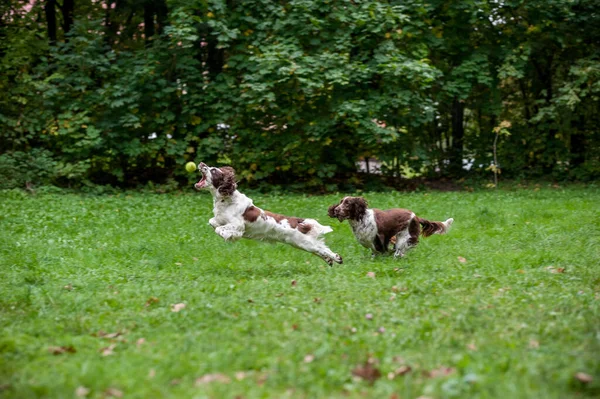 Two English Springer Spaniels Dogs Running Playing Grass Playing Tennis — Stock Photo, Image