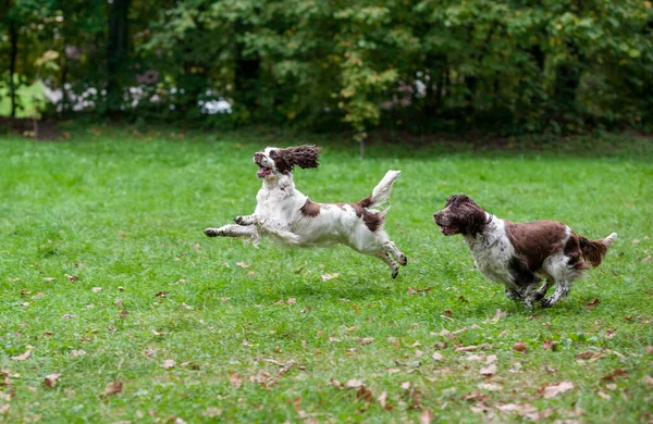 stock image Two English Springer Spaniels Dogs Running and Playing on the grass. Playing with Tennis Ball.