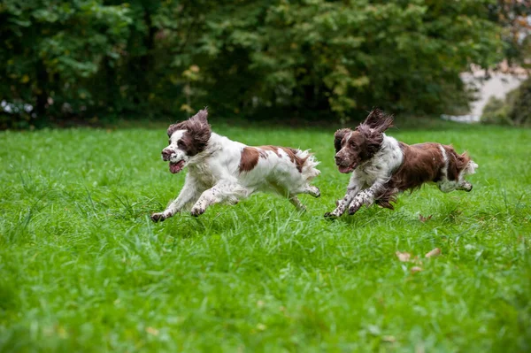 Two English Springer Spaniels Dogs Running Playing Grass Playing Tennis — Stockfoto