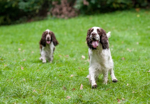 Two English Springer Spaniels Dogs Standing Grass — Foto de Stock