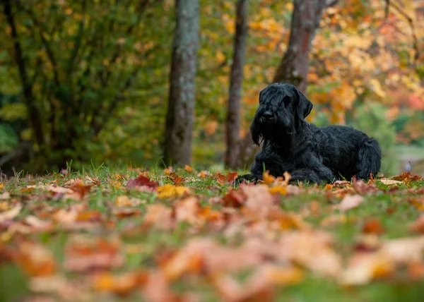 Giant Schnauzer Breed Dog Lying Grass Also Known Riesenschnauzer Autumn — 图库照片