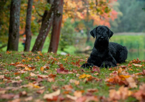Giant Schnauzer Breed Dog Lying Grass Also Known Riesenschnauzer Autumn — Zdjęcie stockowe