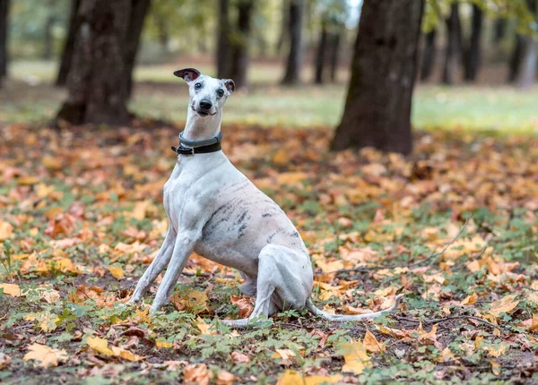 Whippet Breed Dog Sitting on the Colorful Autumn Ground. Portrait.