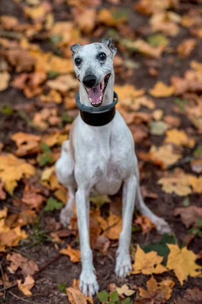 Whippet Breed Dog Sitting on the Colorful Autumn Ground. Portrait.