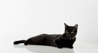 Bombay Cat in White Background