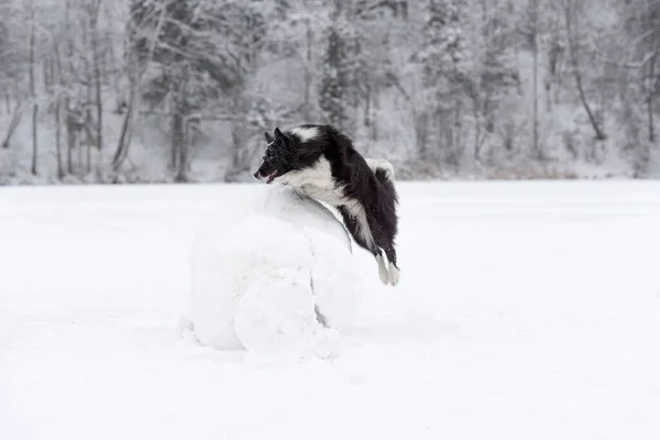 结冰湖上的边境牧羊犬 — 图库照片