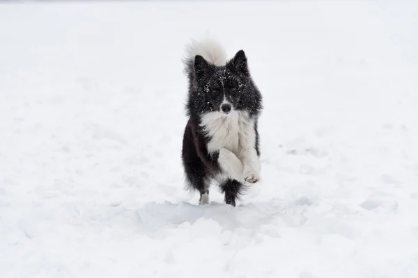 Gräns Collie Dog Spela Frozen Lake — Stockfoto