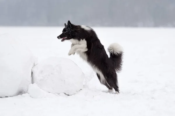 Border Collie Dog Playing Frozen Lake — Stockfoto