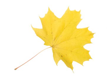 Sonbahar yaprak. Beyaz arka plan üzerinde izole.