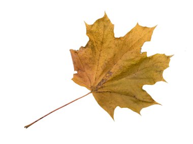 Sonbahar yaprak. Beyaz arka plan üzerinde izole.