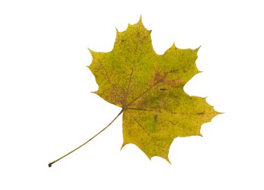 Sonbahar yaprak. Beyaz arka plan üzerinde izole.