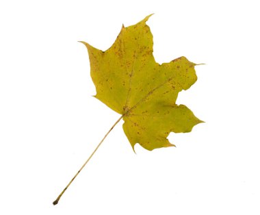 Sonbahar yaprak. Beyaz arka plan üzerinde izole.