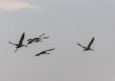 Flying Group of Common Crane birds in the field. Lithuania. Sunny Bright Spring Day