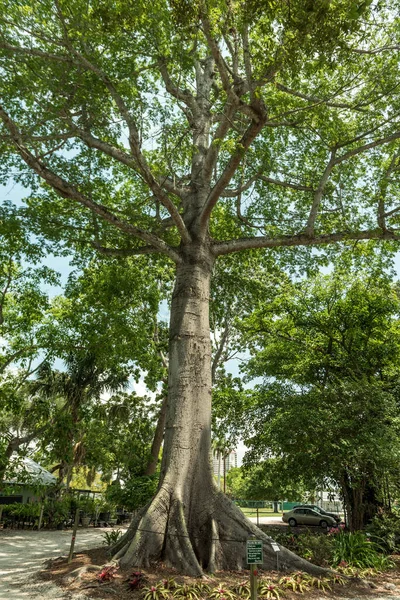 Edison Ford Winter Estates Park Tree Fort Myers Florida Usa — Stock Photo, Image