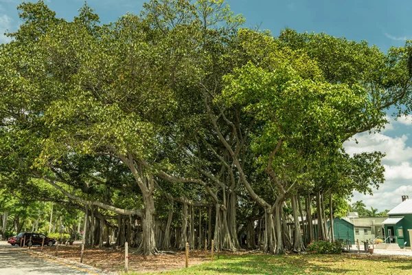 Edison Ford Winter Estates Park Ağacı Fort Myers Florida Daki — Stok fotoğraf