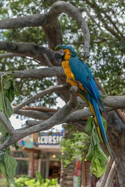 Ağaçta Renkli Papağan Tampa Florida Abd — Stok fotoğraf