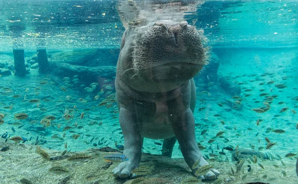 Hippopotamus Tampa Bay Busch Gardens Park Florida Usa — Zdjęcie stockowe