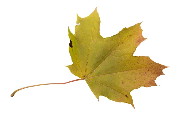 Jesienny Liść Białym Tle — Zdjęcie stockowe