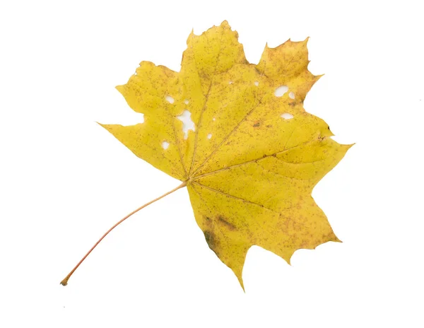 Herbst Blatt Isoliert Auf Weißem Hintergrund — Stockfoto