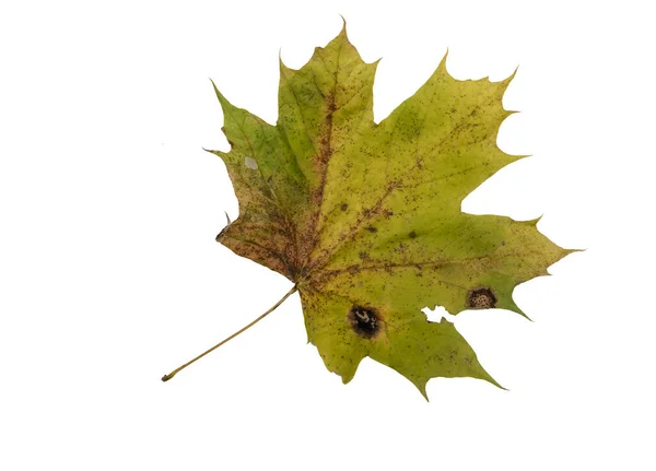 Autumn Leaf Isolated White Background — Stock Photo, Image