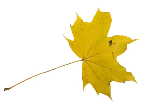 Autumn Leaf Isolated White Background — Stock Photo, Image