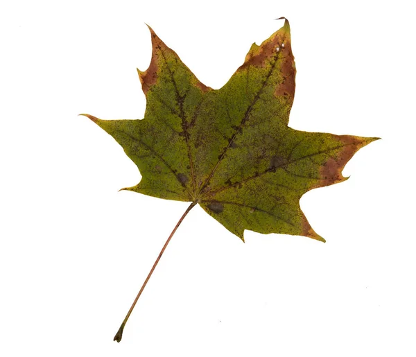 Sonbahar Yaprak Beyaz Arka Plan Üzerinde Izole — Stok fotoğraf