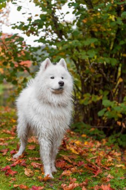 Wet Samoyed Dog on the grass. Autumn Maple Leaves in Background.