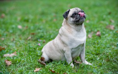 Fransız Bulldog çimlerin üzerinde oturuyor. Yukarı bakıyorum. Dil Dışarı.
