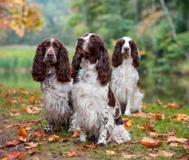 Three English Springer Spaniels Sitting on the grass. Autumn Background