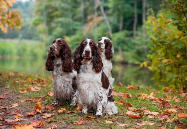 Three English Springer Spaniels Sitting on the grass. Autumn Background