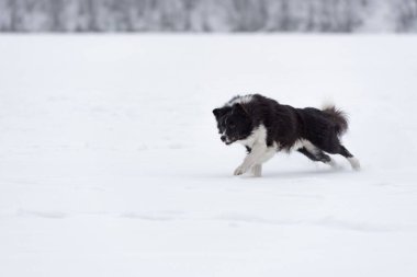 Border Collie Dog Playing on Frozen Lake