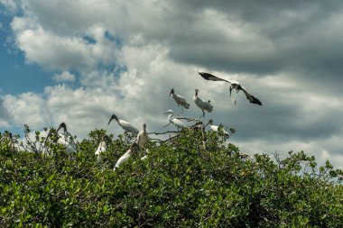 Fort Myers 'daki Caloosahatchee nehri ve ağaçtaki Pelikan Kuşları. ABD