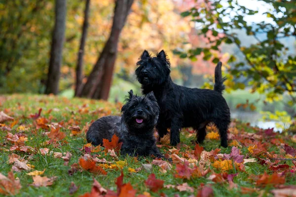 Cairn Terriers Couple Sitting Grass — Stock Photo, Image