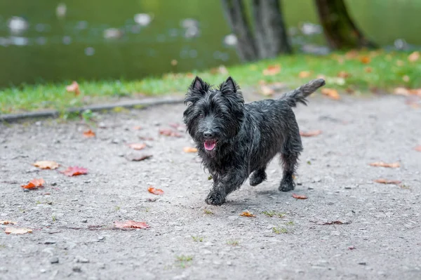 Cairn Terrier Köpeği Yolda Koşuyor — Stok fotoğraf