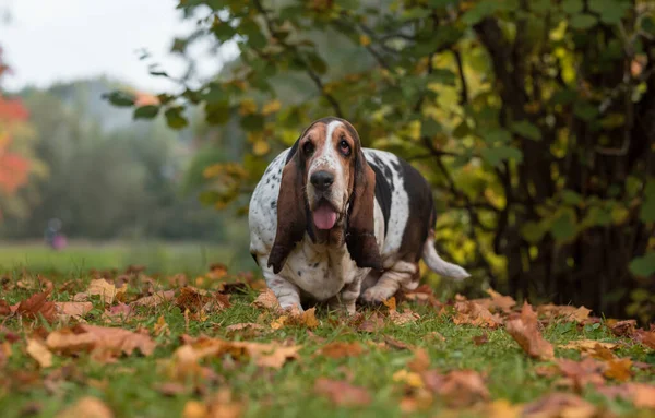 Basset Hound Dog Podzimní Trávě Portrét — Stock fotografie
