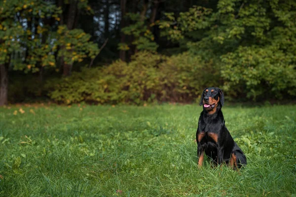 Литовская Собака Сидящая Траве — стоковое фото