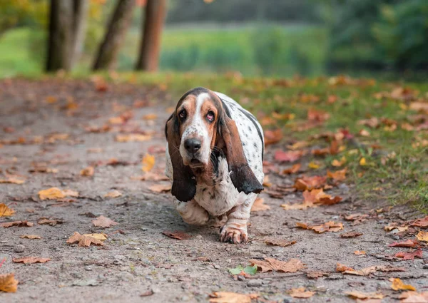 Basset Hound Dog Walks Autumn Leaves Portrait — ストック写真