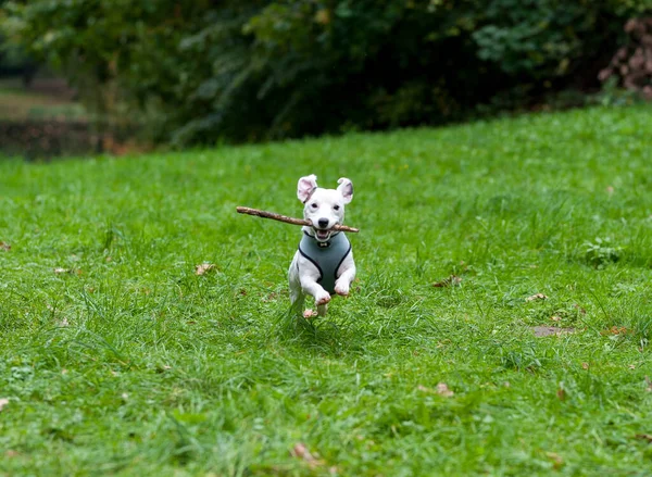 Jack Russell Terrier Ağızda Ağaç Dalı Ile Çimenlerde Koşuyor — Stok fotoğraf