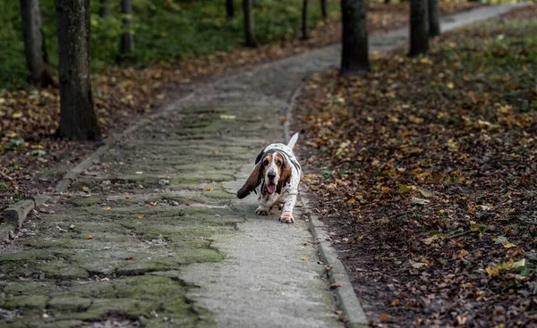 Basset Hound Dog Walks Path Podzimní Pozadí — Stock fotografie