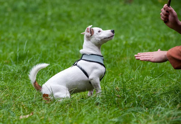 Jack Russell Terrier Dog Sitting Grass Waiting Owner Command — 图库照片